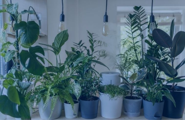 How to Pack House Plants for Moving