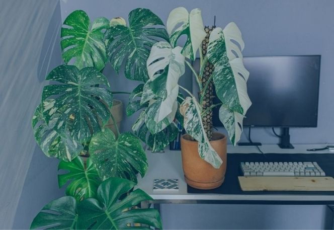 pack house plants for move