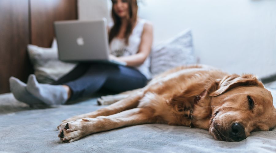 dog settling into a new home