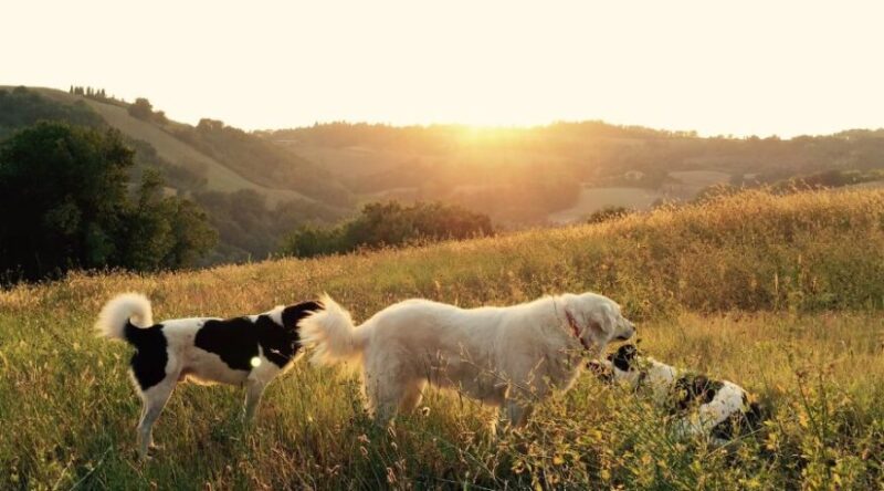 dogs settling into their new surroundings
