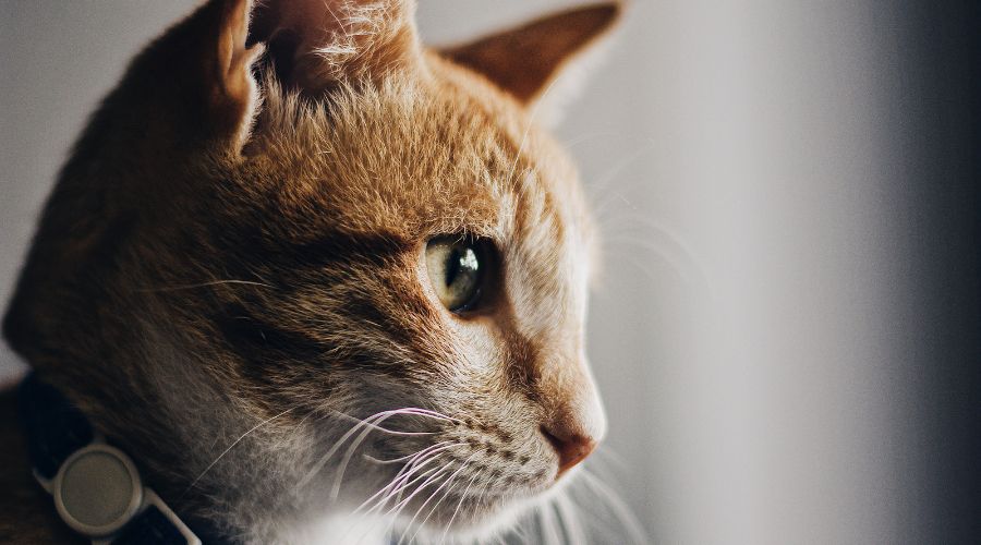 Moving house with your cat