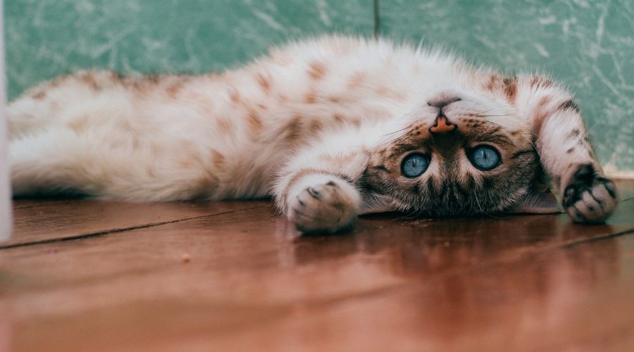 Preparing your cat for moving house