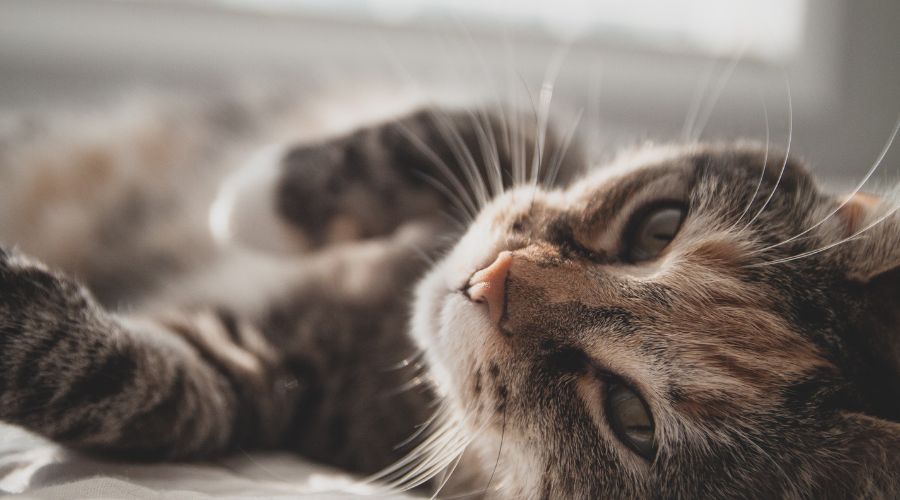 A cat settling into their new home.