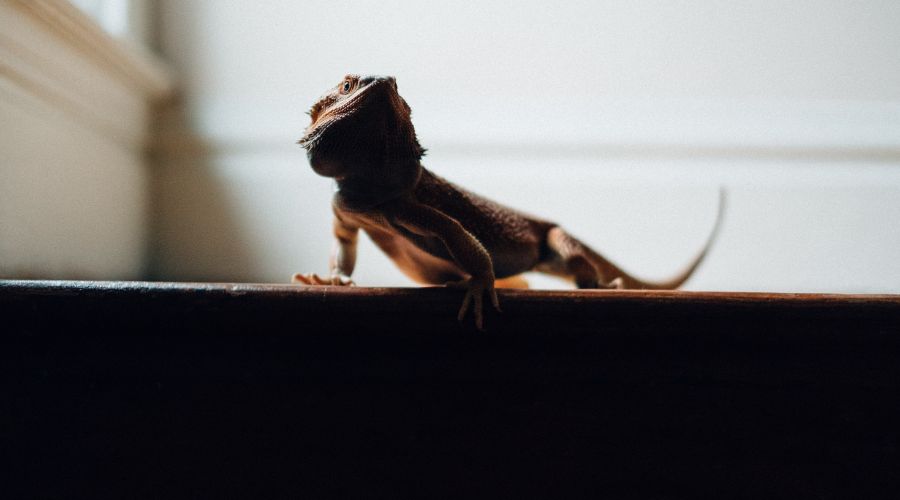 Tips for moving house with reptiles