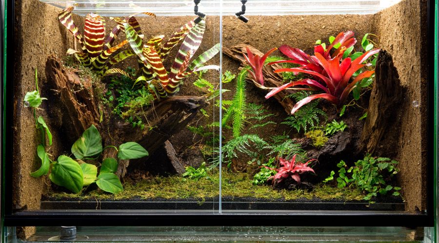 Moving house with reptiles