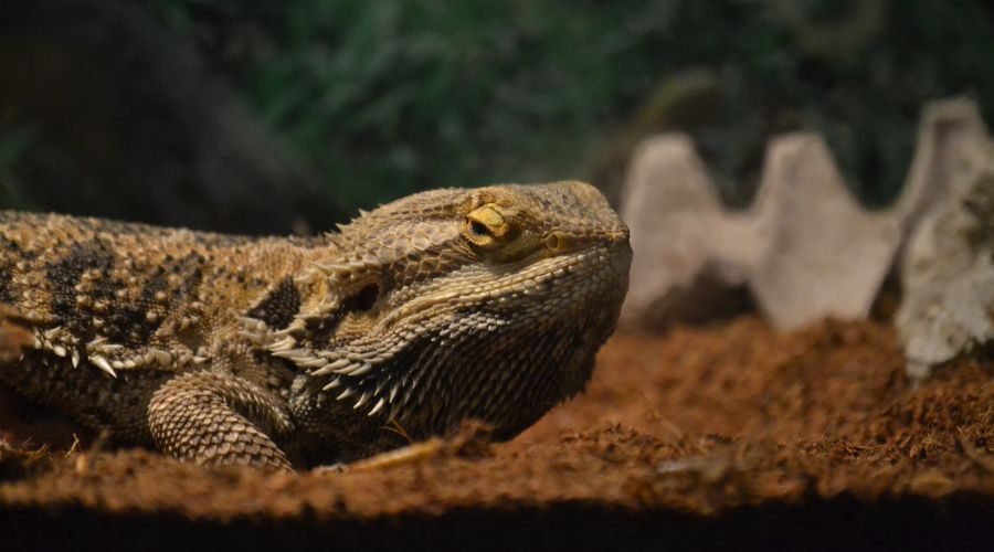 easily moving house with reptiles